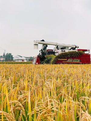 風(fēng)吹稻浪“豐”景好 顆粒歸倉收獲忙——江蘇常州有機稻谷種植研發(fā)促農(nóng)增收