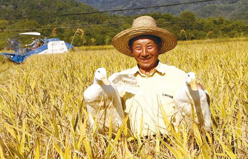 稻鴨共棲 靖安縣生態(tài)種養(yǎng)雙豐收，有機農(nóng)業(yè)創(chuàng)新路
